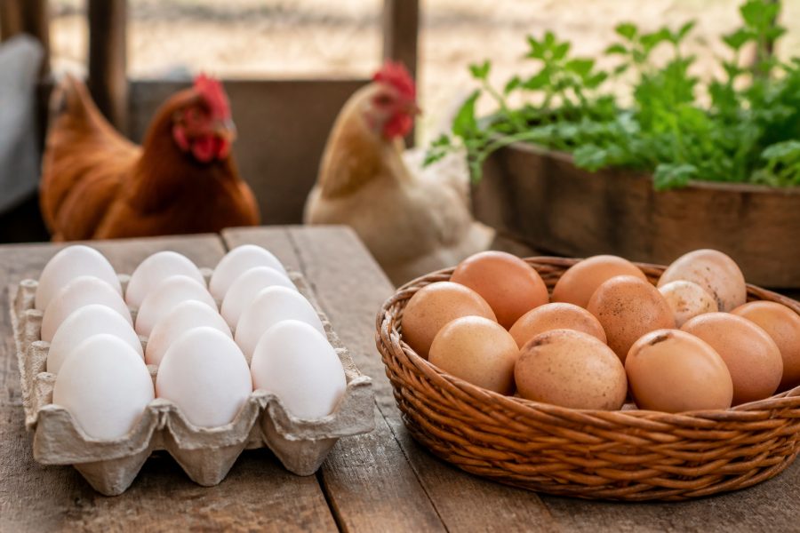 Ovo caipira ou convencional? Especialistas explicam o que é mito e verdade sobre o alimento queridinho dos brasileiros