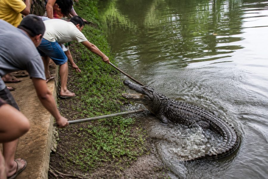 Jacaré ‘Celso’ sofre agressão de visitantes em parque de Cuiabá