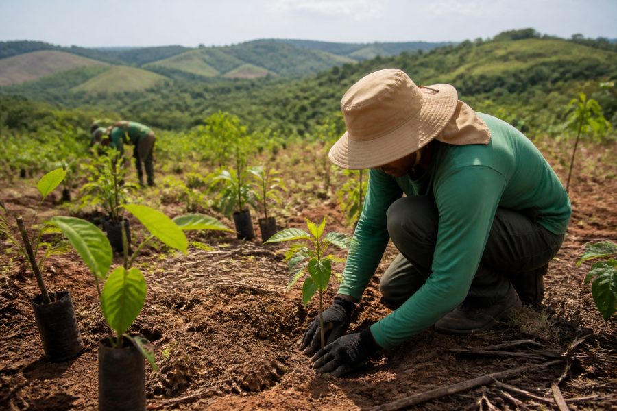 Brasil promete restaurar 163 mil km² de terras degradadas até 2030