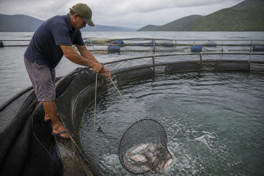 Como proteger a pesca e a aquicultura dos impactos do El Niño