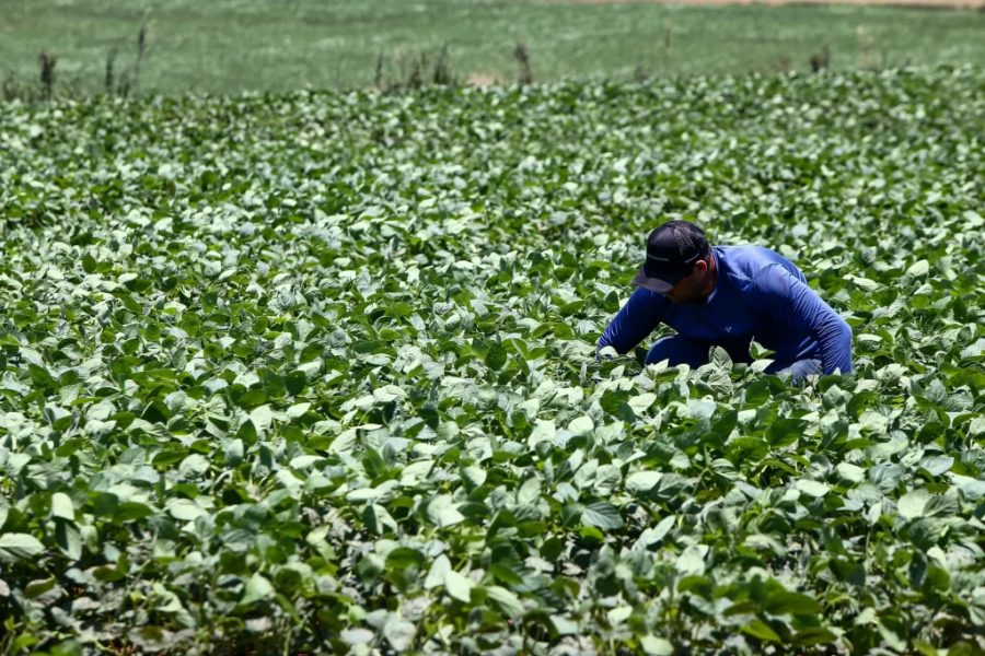 Saiba como solicitar crédito emergencial para produtores rurais atingidos por temporal na região de Ribeirão Preto