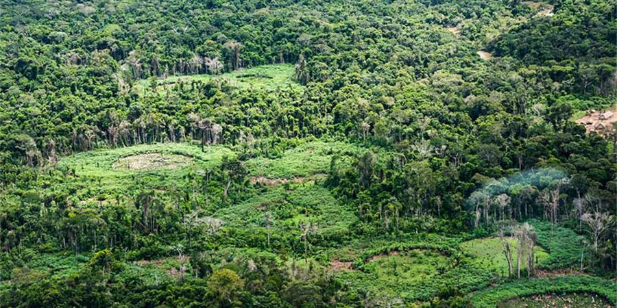 A importância do protagonismo indígena na restauração de terras degradadas na Amazônia