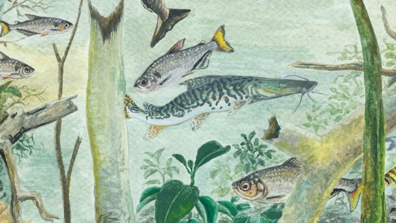Amazônia abriga 2,7 mil espécies de peixes, revela estudo inédito