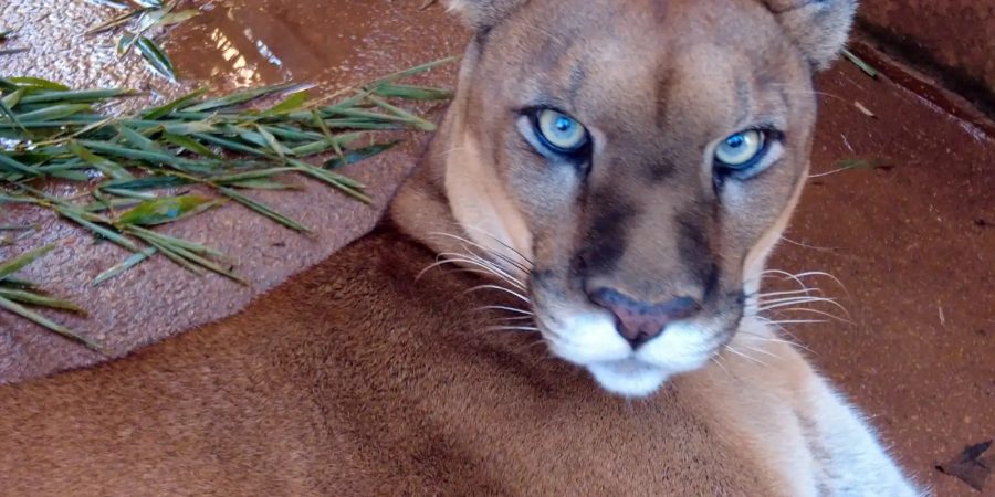 Caminhos da Reportagem destaca fauna urbana em São Paulo